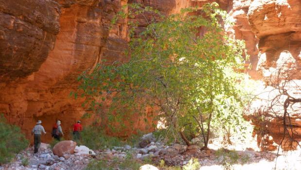 Steller: Arizona's main problem is reality, not image